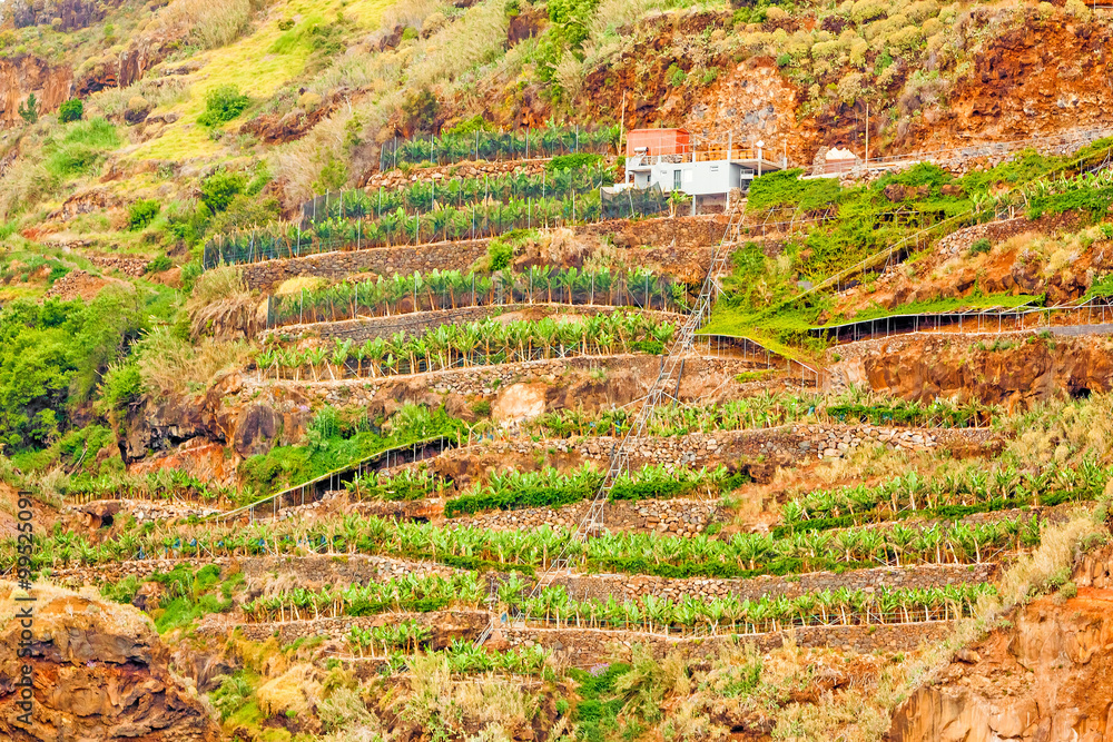 Colorful rocky cliff coast of Madeira with banana plantations