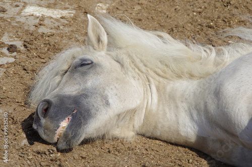 Shetlandpony flach liegend