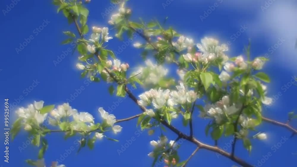 Fantasy pear branch with pink and white blossom and green leaves, trembling on blue sky background in misty fairy tale style for dreamlike mood. Adorable view of romantic nature in amazing full HD. Fantasy pear branch with pink and white blossom and green leaves, trembling on blue sky background in misty fairy tale style for dreamlike mood. Adorable view of romantic nature in amazing full HD.