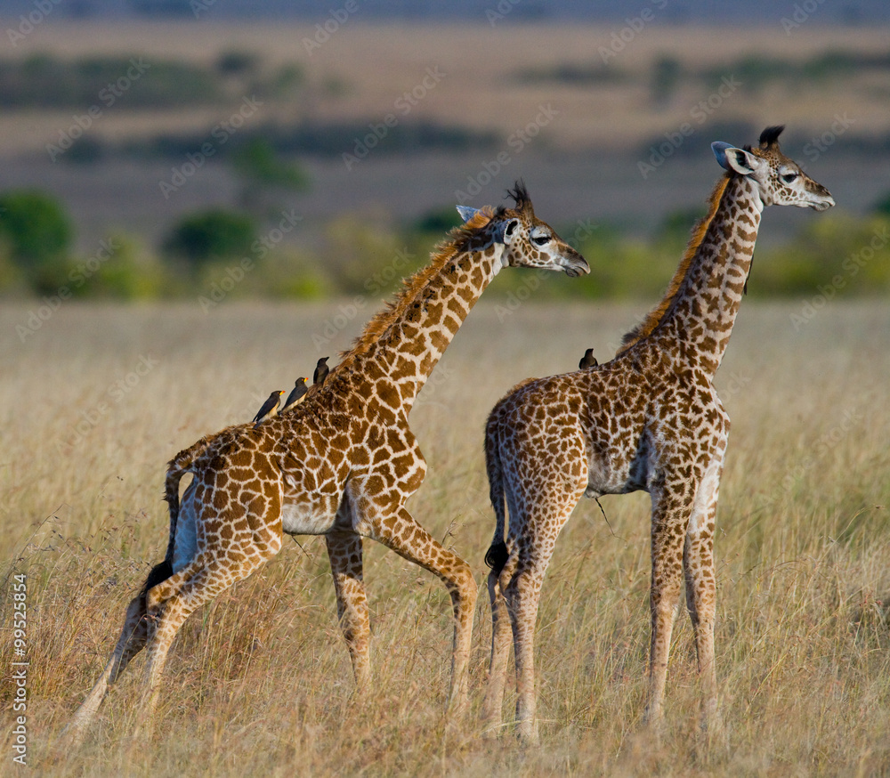 Fototapeta premium Two baby giraffes in savanna. Kenya. Tanzania. East Africa. An excellent illustration.