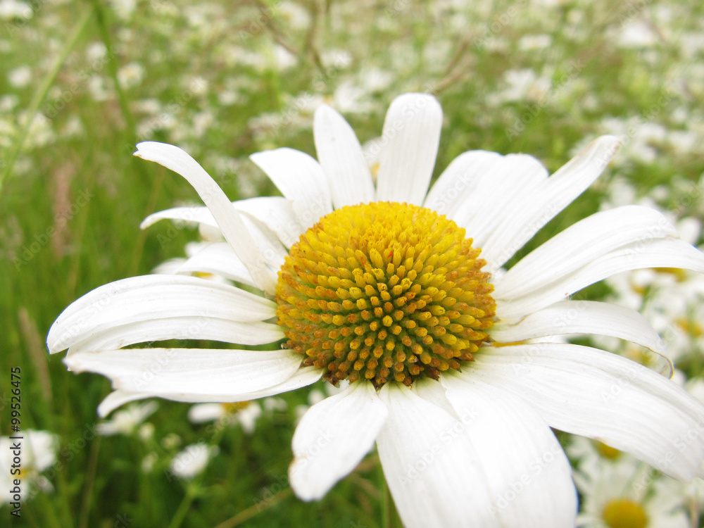 Obraz premium Margarite 