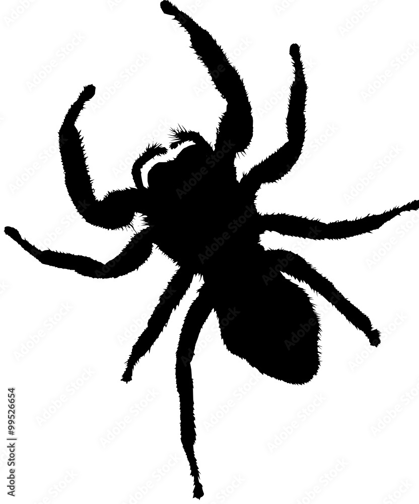 spider spider