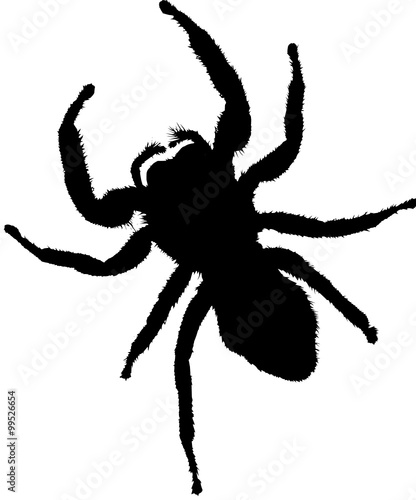 spider 