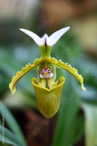 Paphiopedilum orchid species