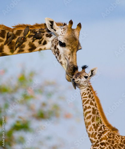 Photography Female giraffe with a baby in the savannah