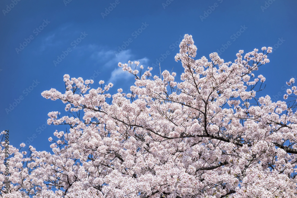 Japanese cherry blossom trees