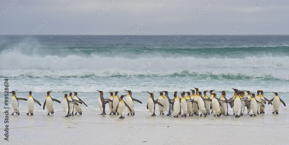 Naklejka premium Large group of King Penguins (Aptenodytes patagonicus) come ashore after a short dip in a stormy South Atlantic at Volunteer Point in the Falkland Islands.