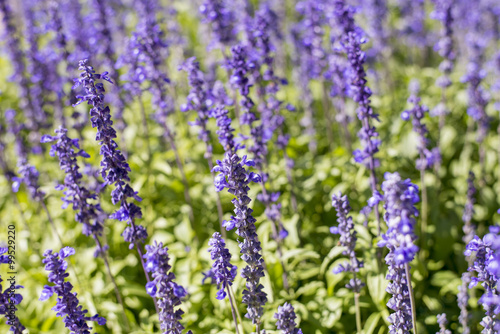 Purple flowers