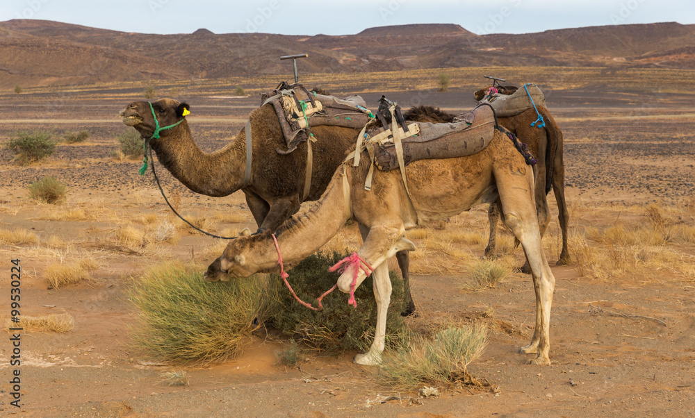 Fototapeta premium Camels eating the grass in Sahara desert, Morocco