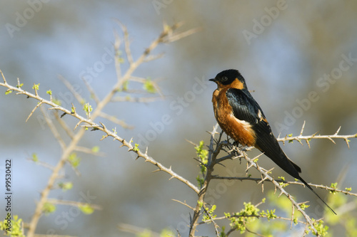 Rufous-chested Swallow in Kruger National park