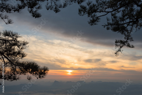 Golden sunset through pine branches. © chanwitohm