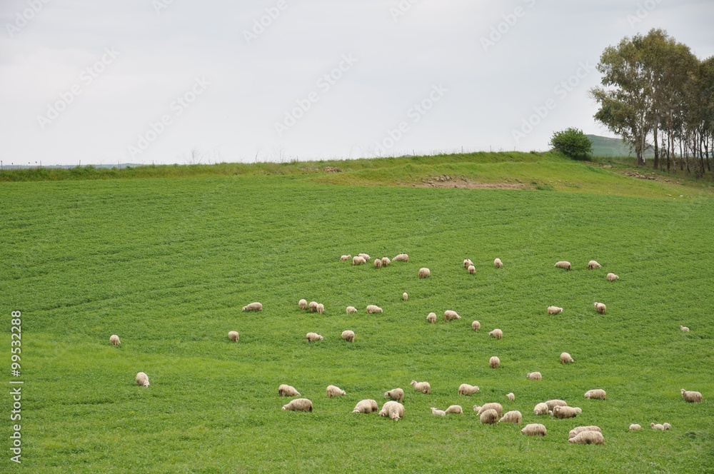 Sheep from Sardinia