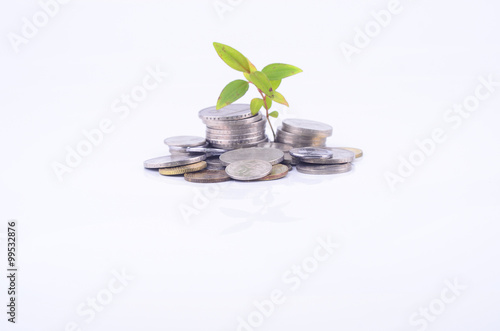 plant sprouting from a group of coins white background. business photo