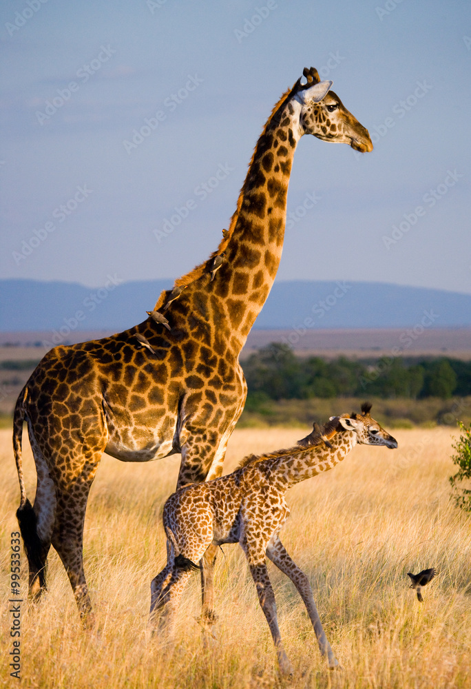 Fototapeta premium Female giraffe with a baby in the savannah. Kenya. Tanzania. East Africa. An excellent illustration.