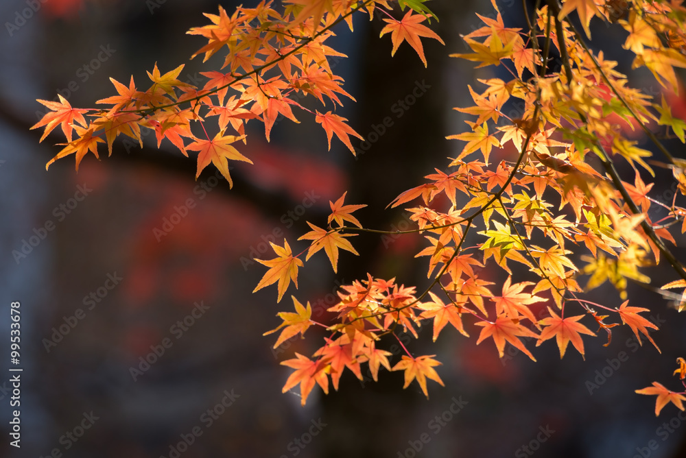 Maple tree in autumn Maple tree in autumn