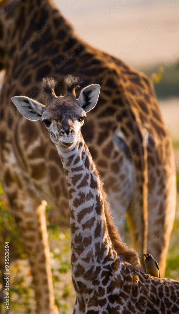 Naklejka premium Portrait of a baby giraffe. Kenya. Tanzania. East Africa. An excellent illustration.