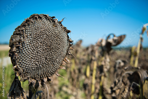 Sonnenblume getrocknet