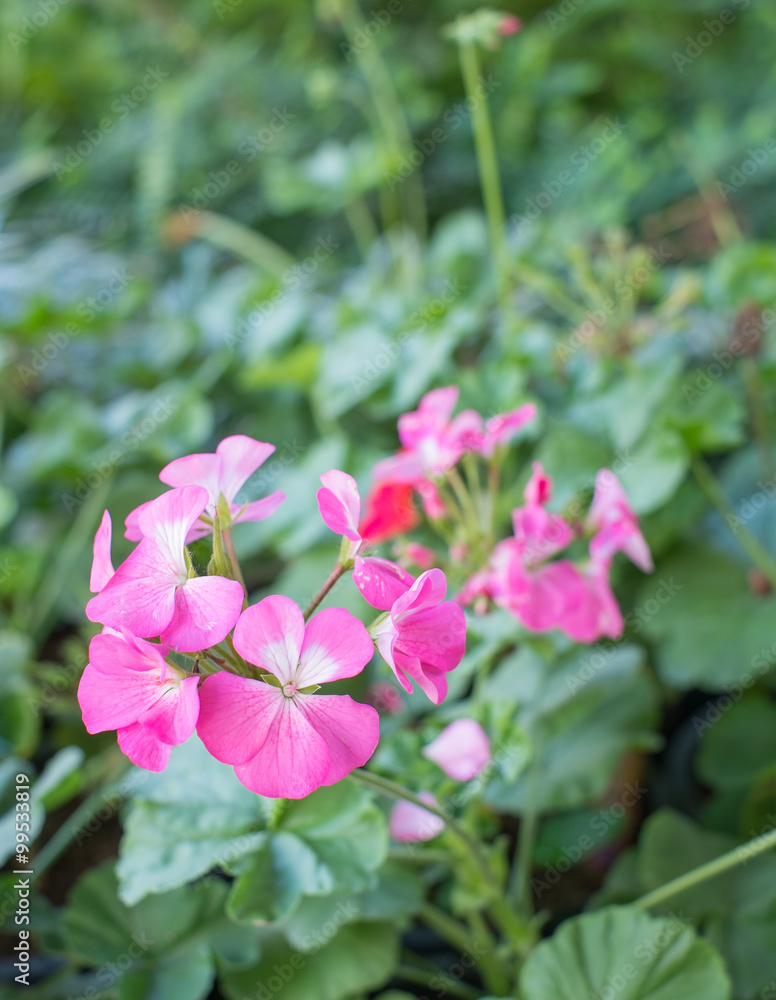 pink flower pink flower