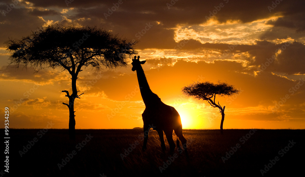 Fototapeta premium Giraffe at sunset in the savannah. Kenya. Tanzania. East Africa. An excellent illustration.