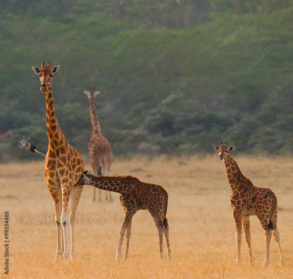 Obraz premium Female giraffe with a babys in the savannah. Kenya. Tanzania. East Africa. An excellent illustration.