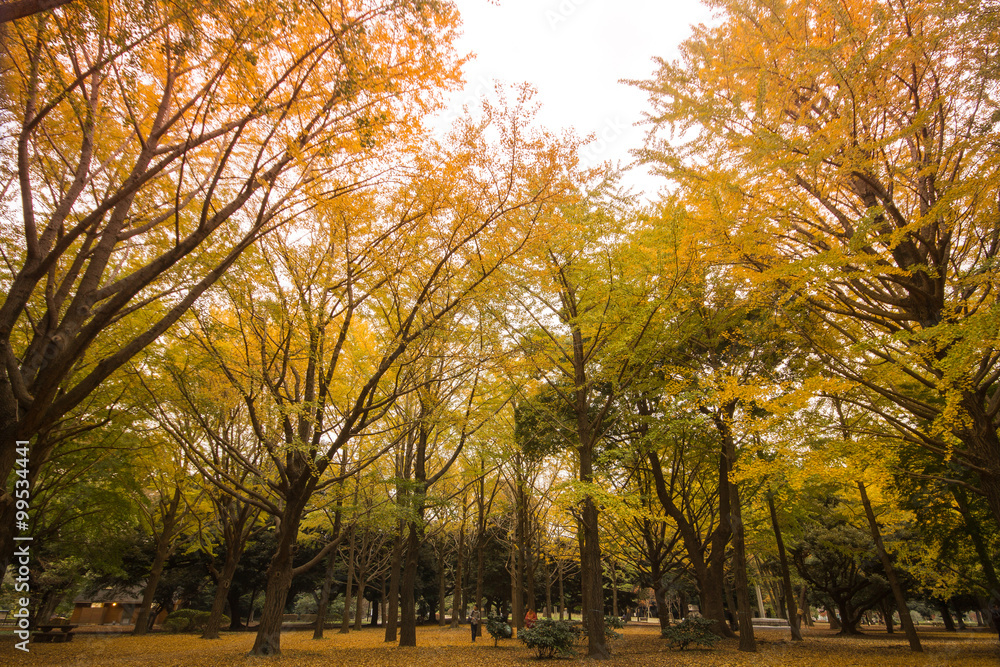 Fototapeta premium Yellow ginkgo trees in park