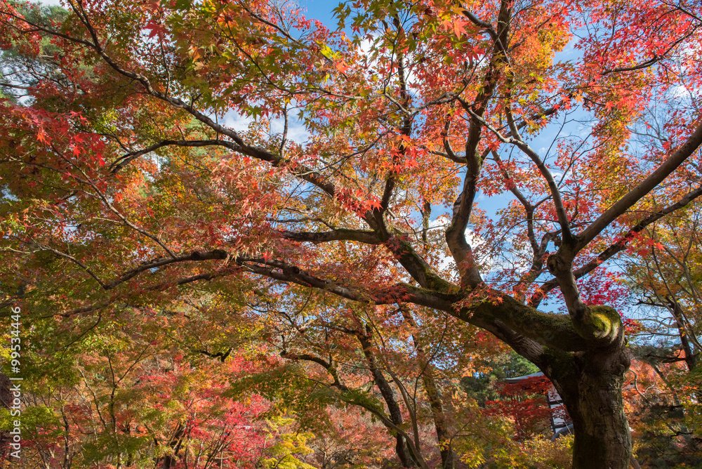 Maple tree in autumn Maple tree in autumn
