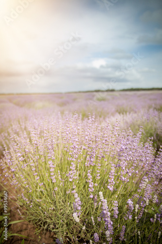 Lavender flower field, cloudy sky