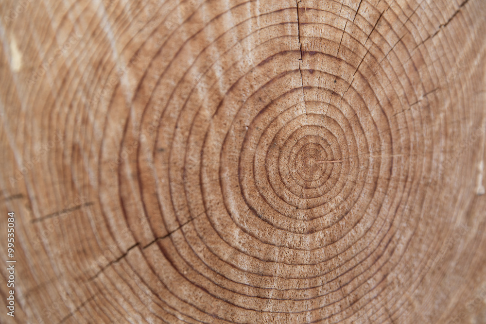 Fototapeta premium Close-up of aged cut wood trunk