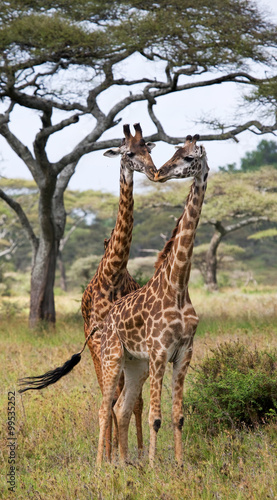 Two giraffes in savanna. Kenya. Tanzania. East Africa. An excellent illustration.