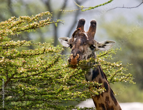 Giraffe is eating acacia savannah. Close-up. Kenya. Tanzania. East Africa. An excellent illustration.
