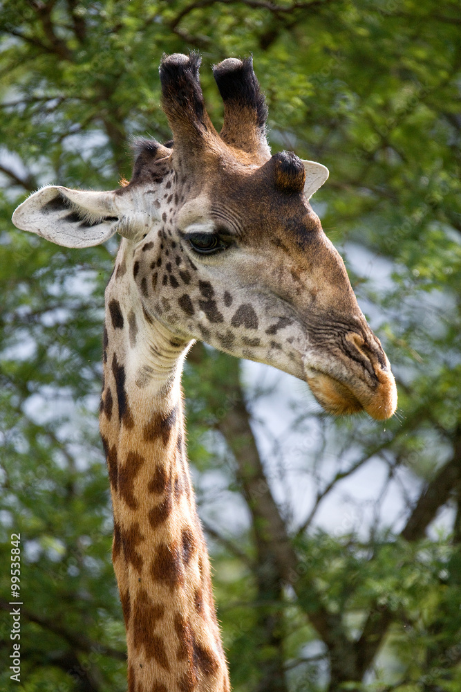 Portrait of a giraffe. Kenya. Tanzania. East Africa. An excellent illustration. Portrait of a giraffe. Kenya. Tanzania. East Africa. An excellent illustration.