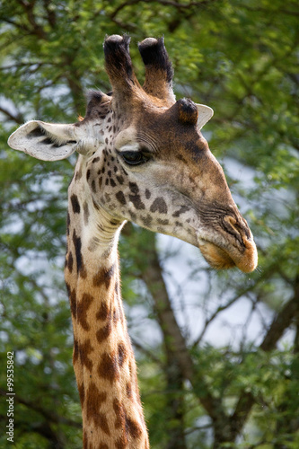Portrait of a giraffe. Kenya. Tanzania. East Africa. An excellent illustration. © gudkovandrey