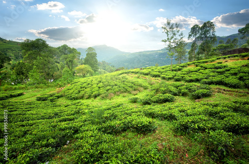 Tea fields in mountains