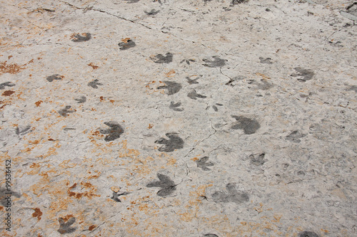 dinosaur trackway