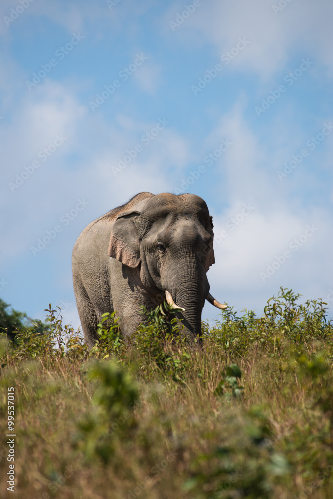 Obraz premium Elephant in Khao Yai National park