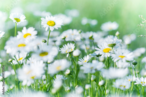 Fototapeta Naklejka Na Ścianę i Meble -  Daisy flower in meadow - beautiful nature in spring