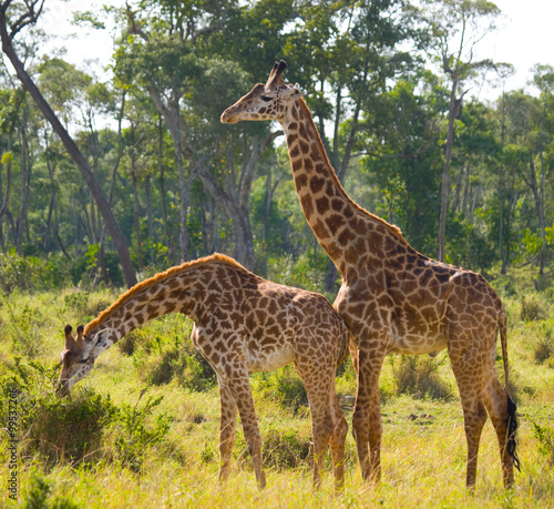 Two giraffes in savannah. Kenya. Tanzania. East Africa. An excellent illustration.