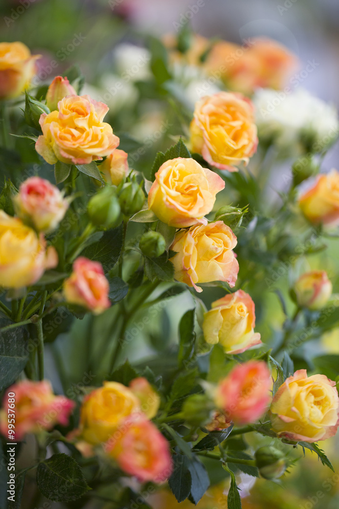 Yellow roses Yellow roses