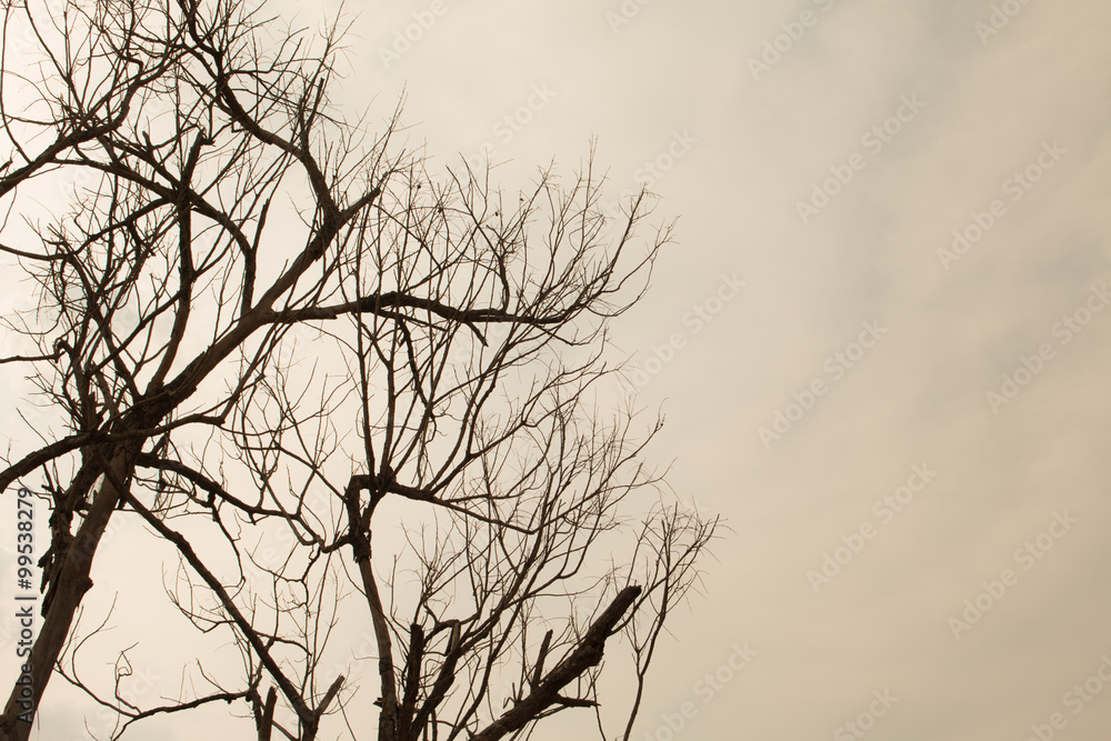 Fototapeta premium Dead tree and sky background
