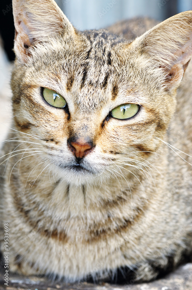 Portrait of a cat Portrait of a cat