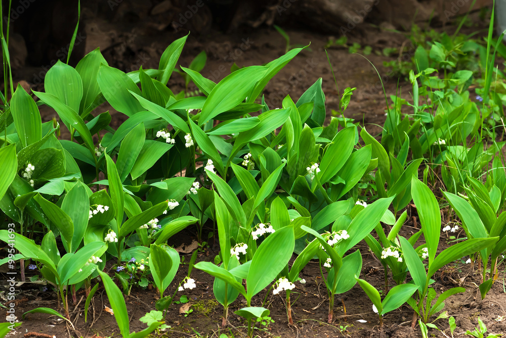Lilies of the valley in the woods Lilies of the valley in the woods