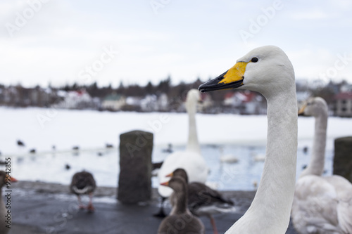 Whooper swan posed in front of a iced lake in Reykjavik, Iceland