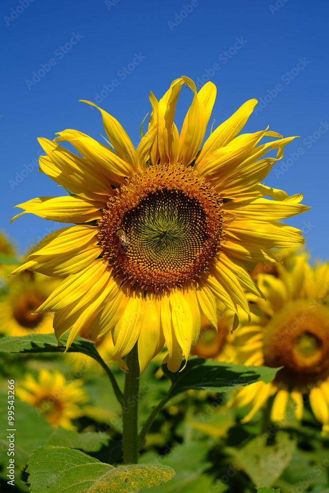 Close-up of sun flower Close-up of sun flower