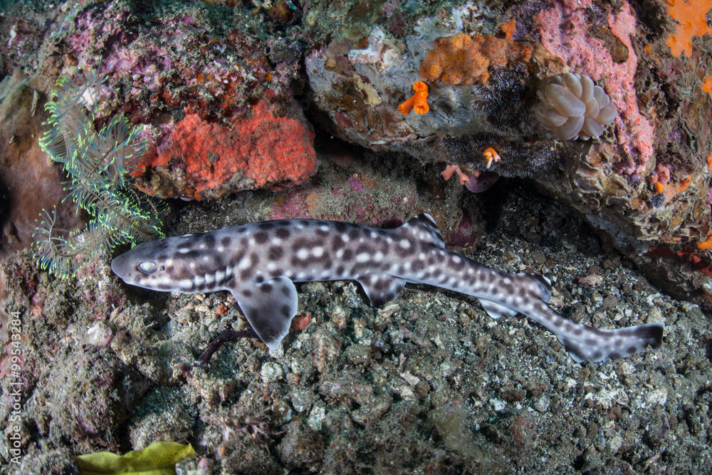 Fototapeta premium Coral Catshark in Lembeh Strait