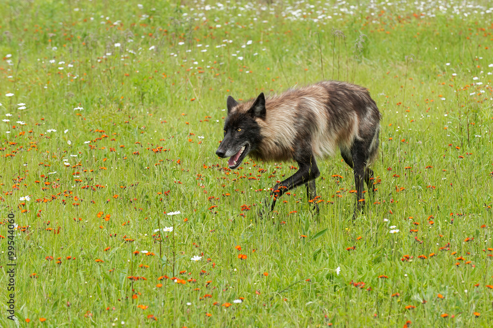 Fototapeta premium Black Phase Grey Wolf (Canis lupus) Stalks Left Through Field