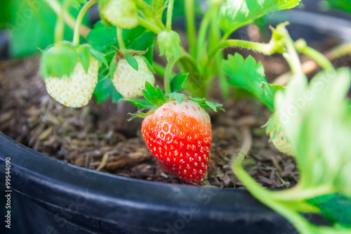 strawberry grown in pots