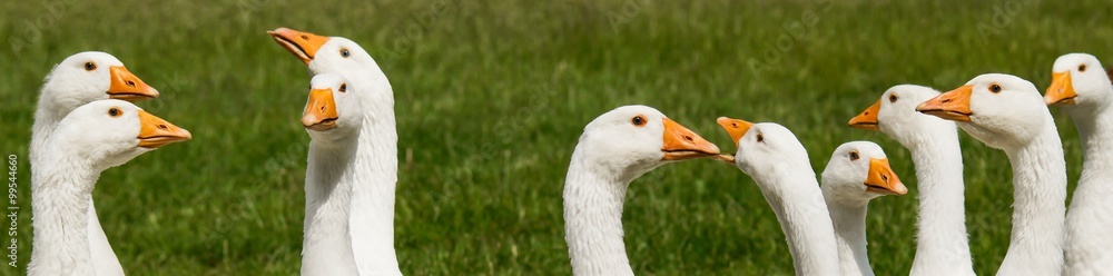Sich streckende Gänsehälse Sich streckende Gänsehälse