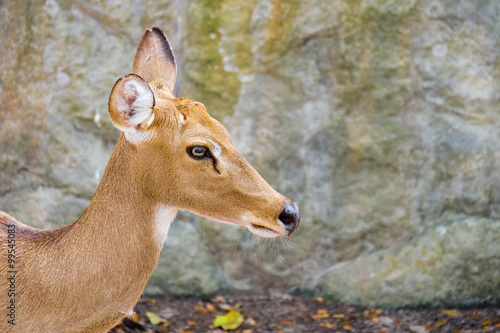 Close up Female Eld's deer photo