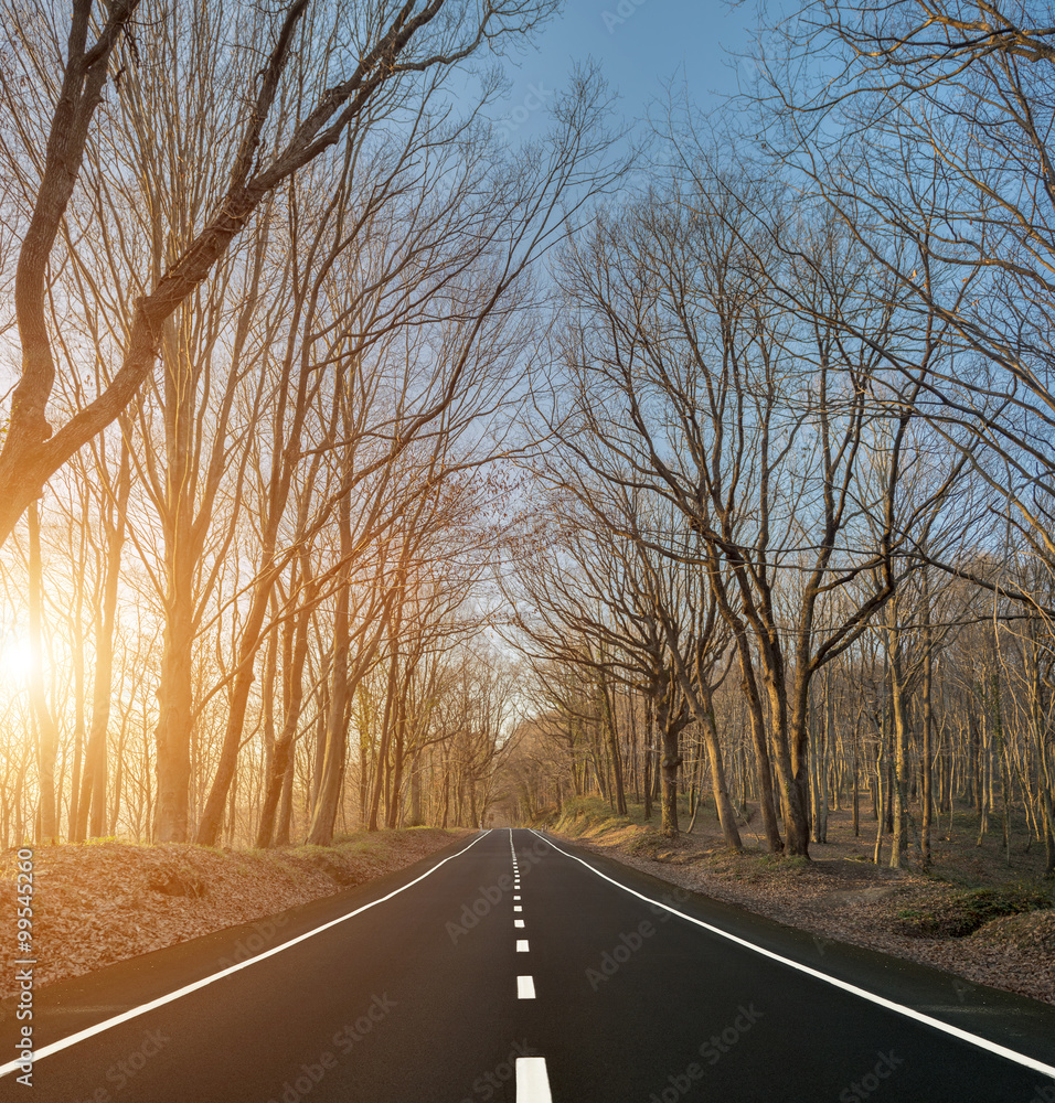 Fototapeta premium Country road with naked trees during sunset