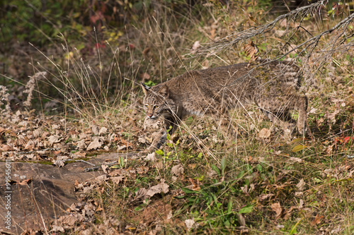 Bobcat (Lynx rufus) Creeps Through Grass photo